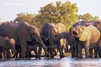 Elefanti 95-5-08